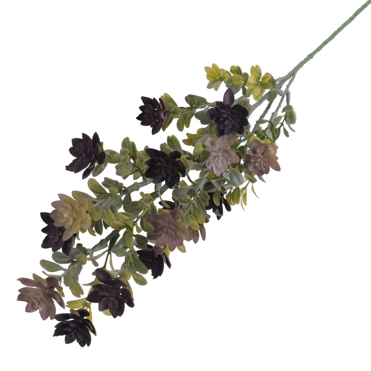 FOLLAJE LUPULO MORADO VERDE