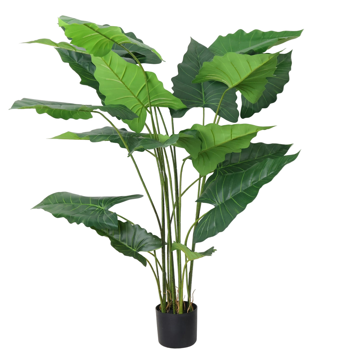 ARBOL ALOCASIA
