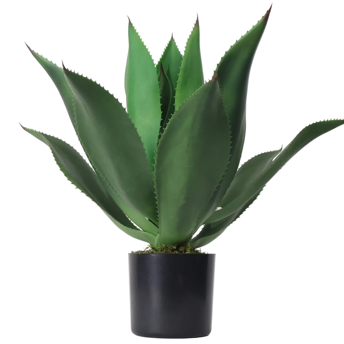 AGAVE EN MACETA