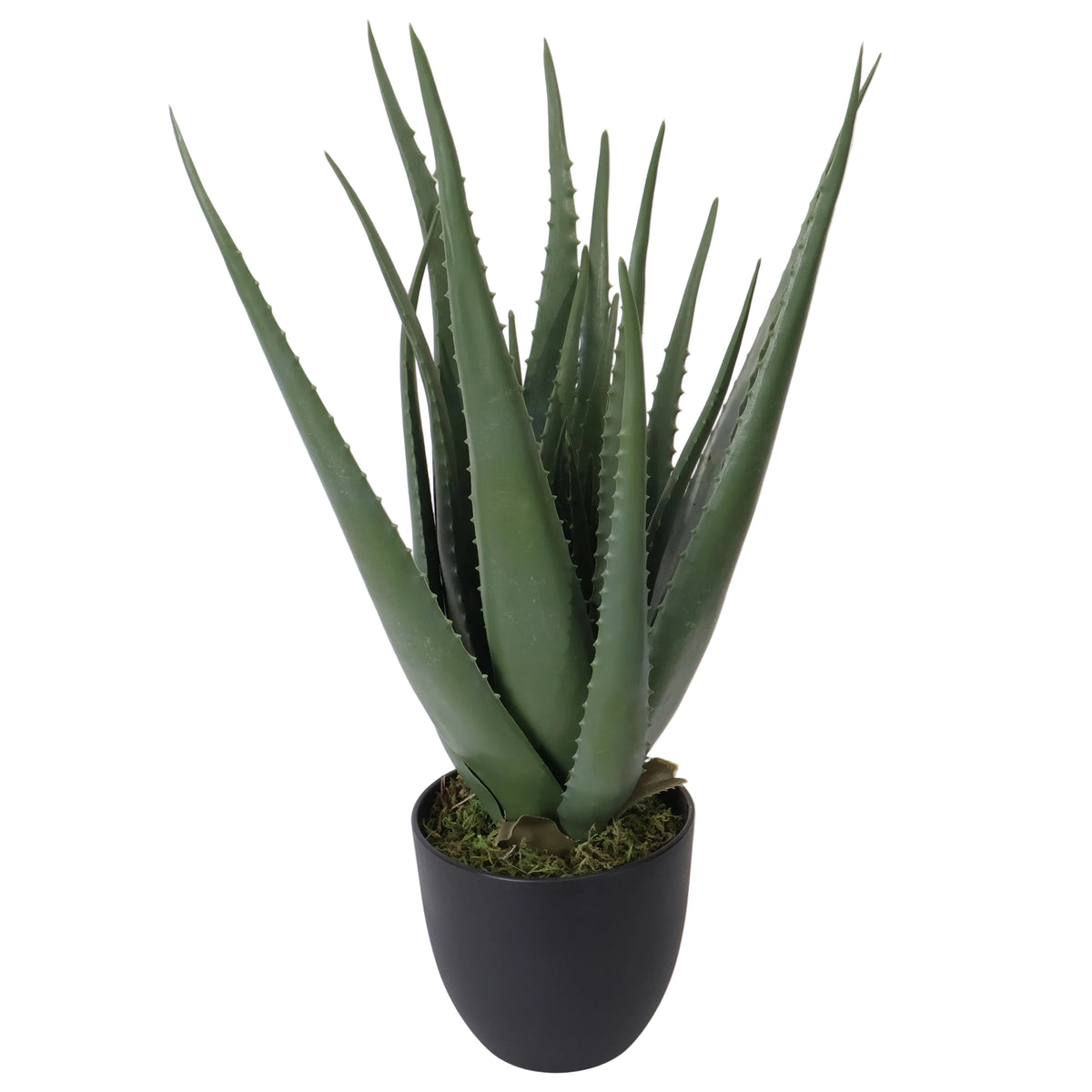 ALOE EN MACETA