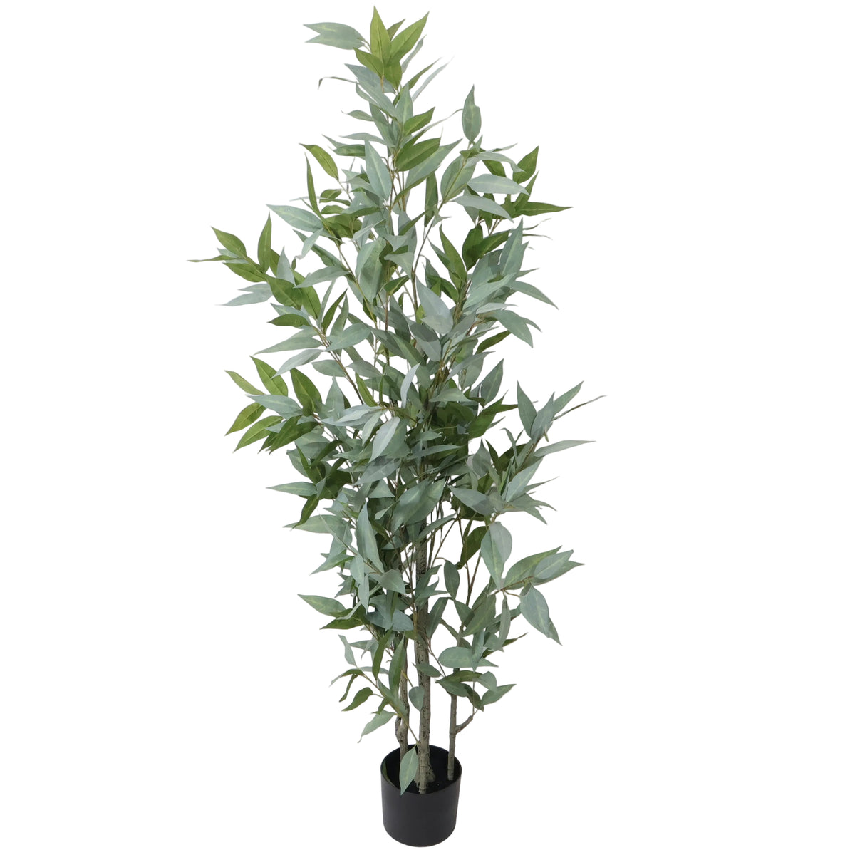 ÁRBOL DE EUCALIPTO 2