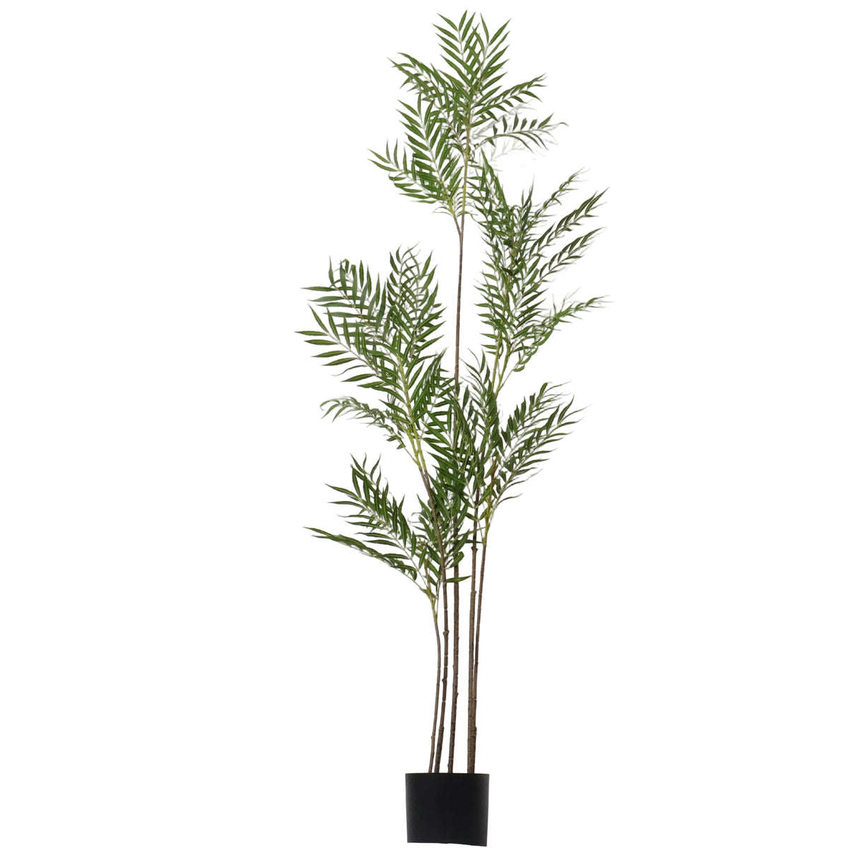 ARBOL LICUALO