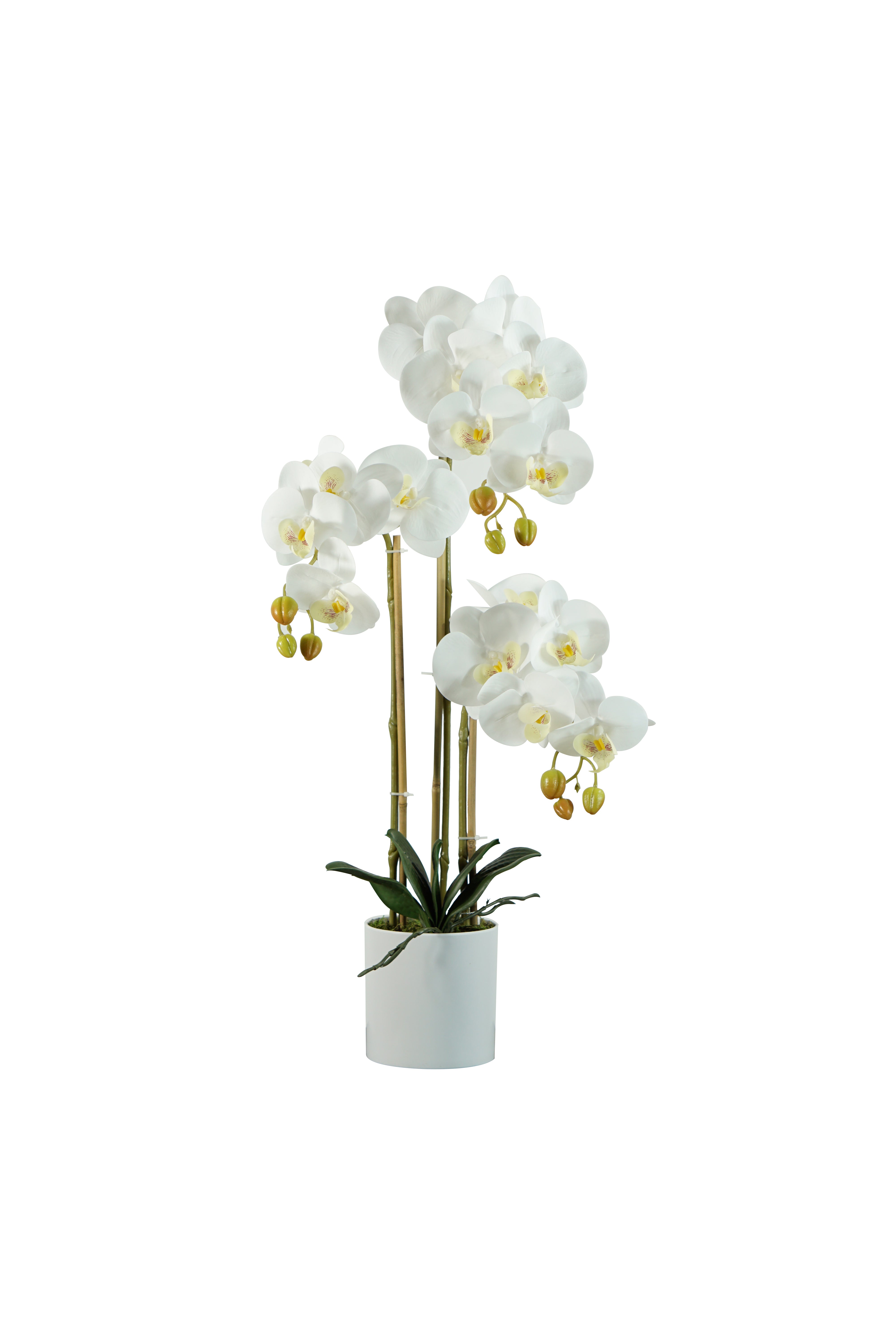 OrquÃdea Blanca Maceta