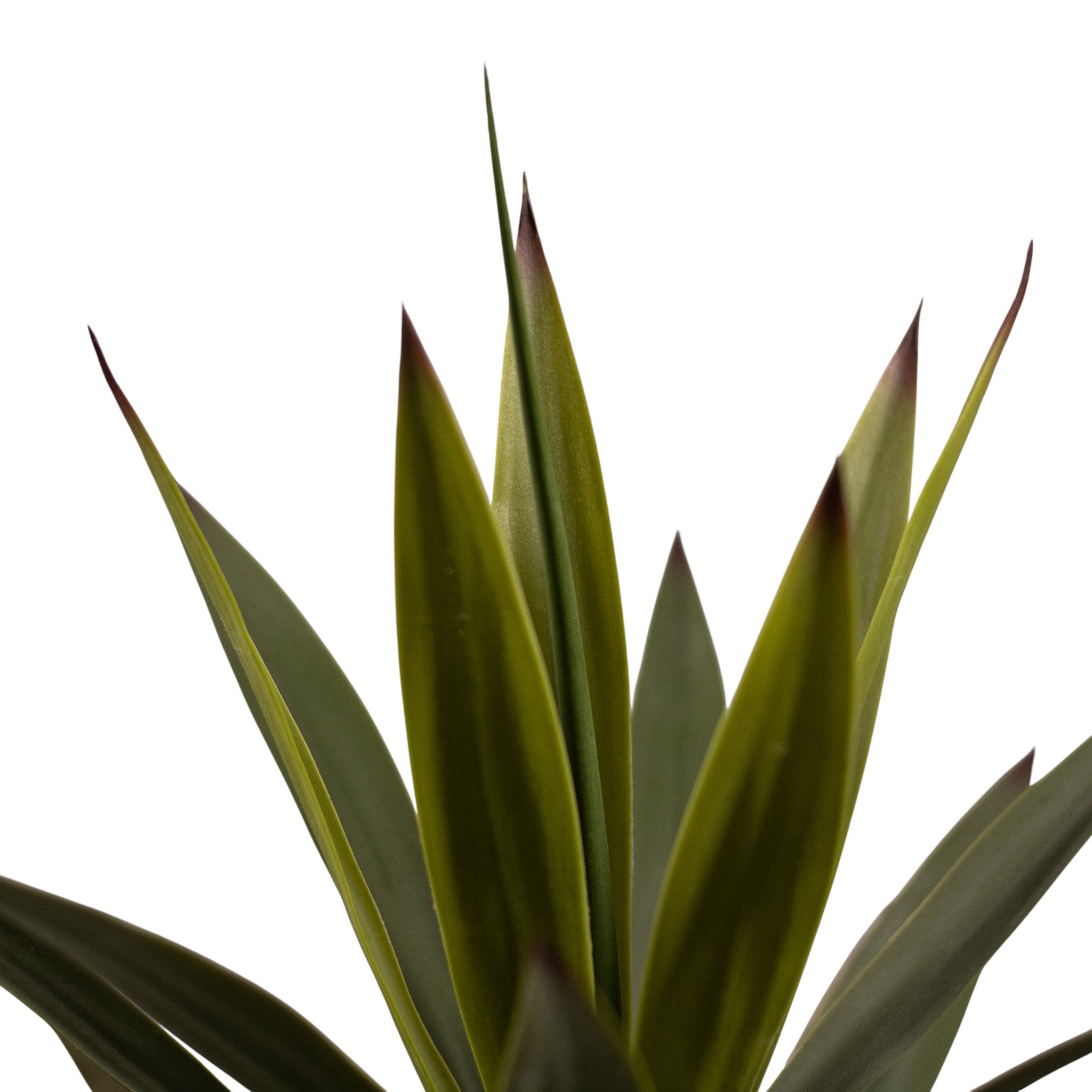 Yucca En Maceta -A50 Verde