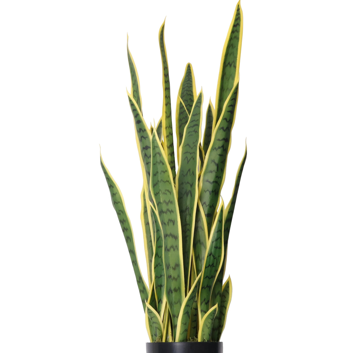Sansevieria Amarilla-A97 Verde