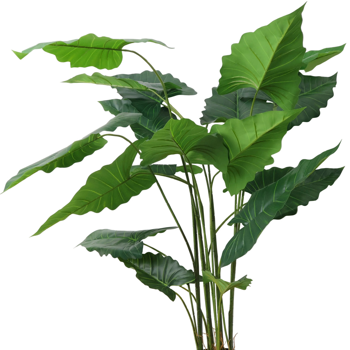 ARBOL ALOCASIA