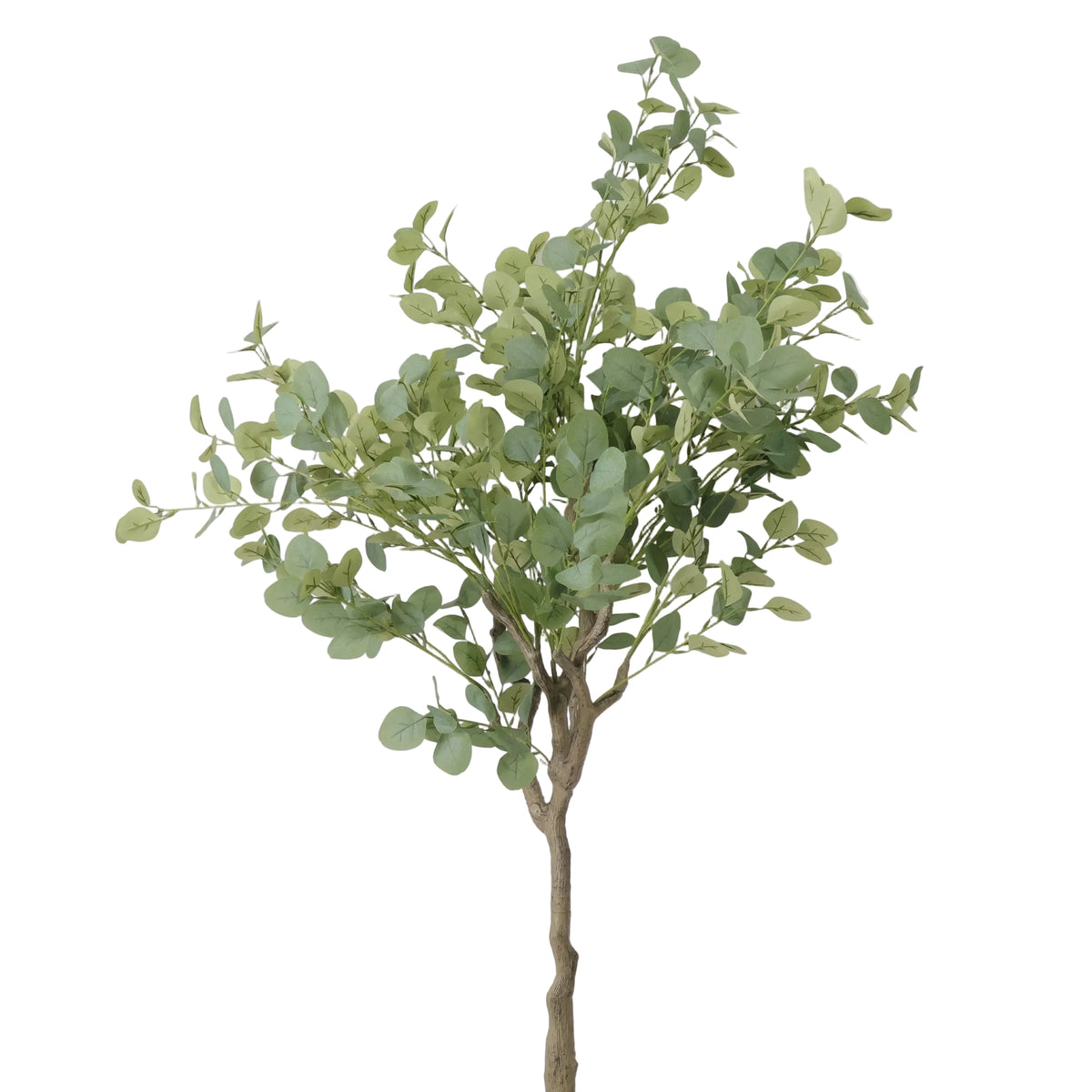 Árbol de Eucalipto