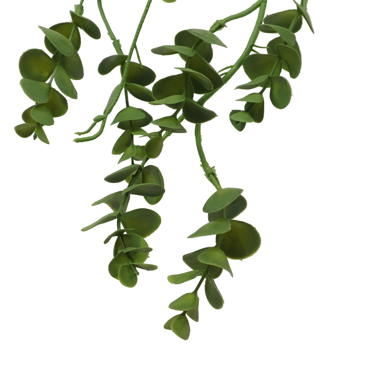 EUCALYPTUS GRASS VERDE