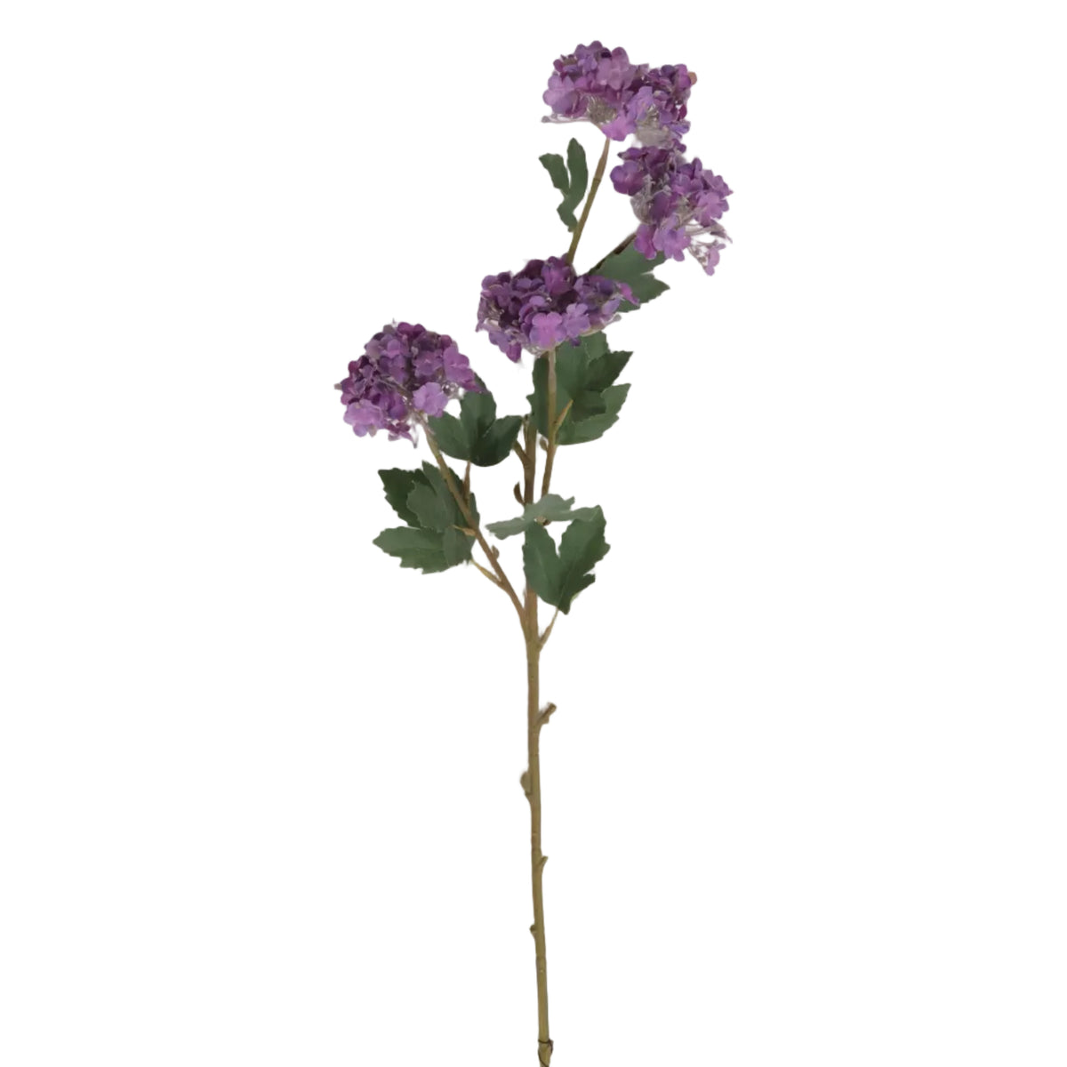 VIOLETA MORADA