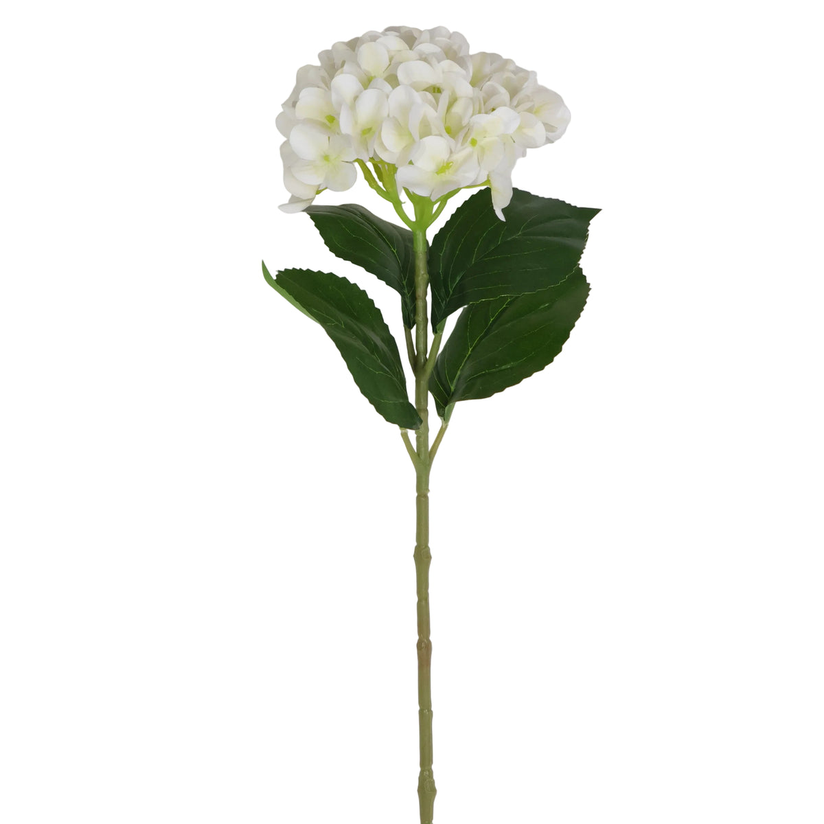 HORTENSIA BLANCO