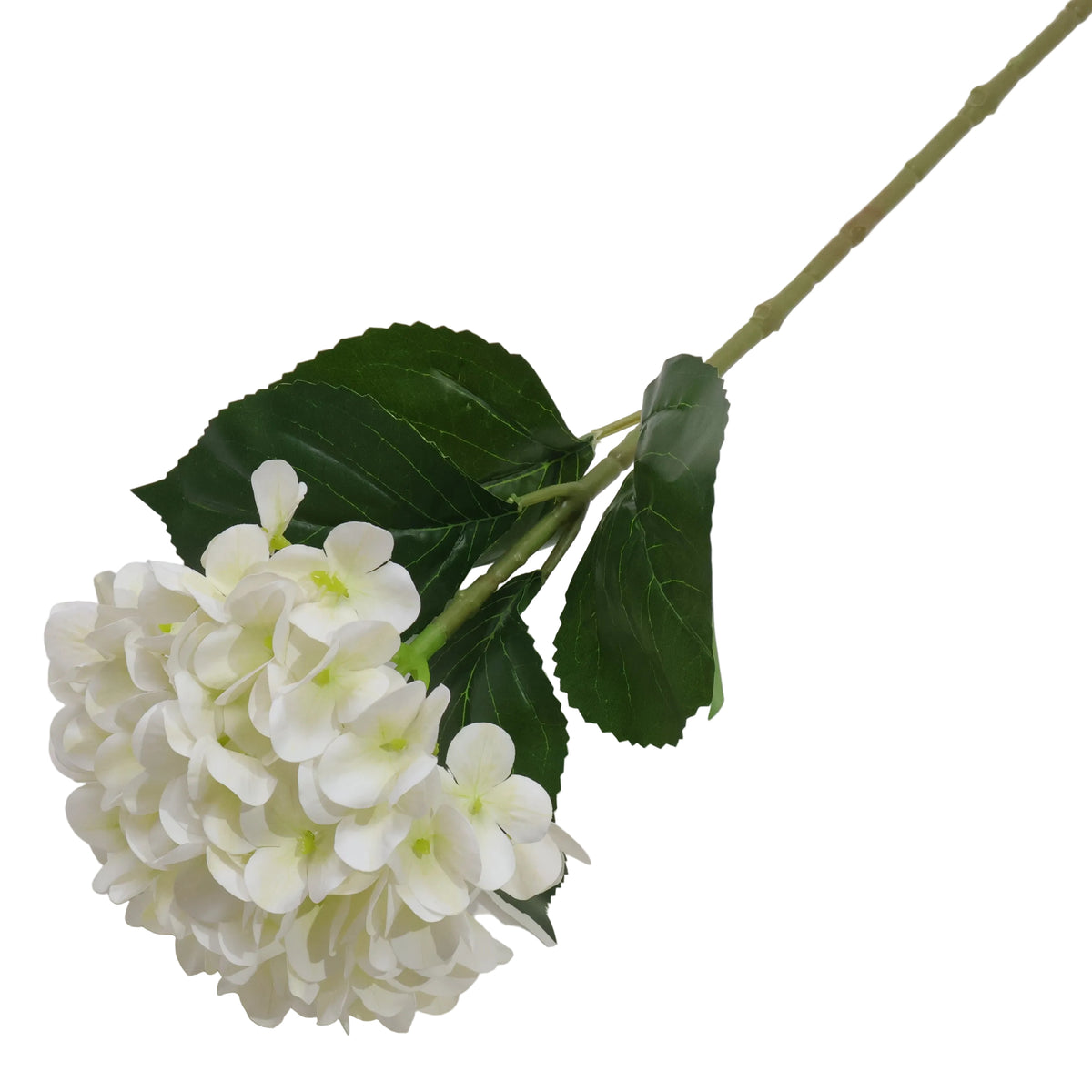 HORTENSIA BLANCO
