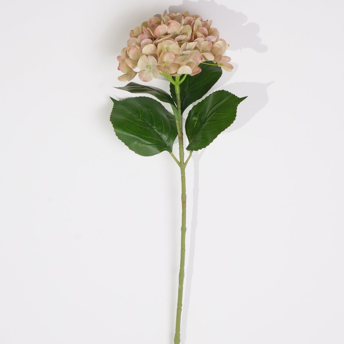 HORTENSIA CAFÉ