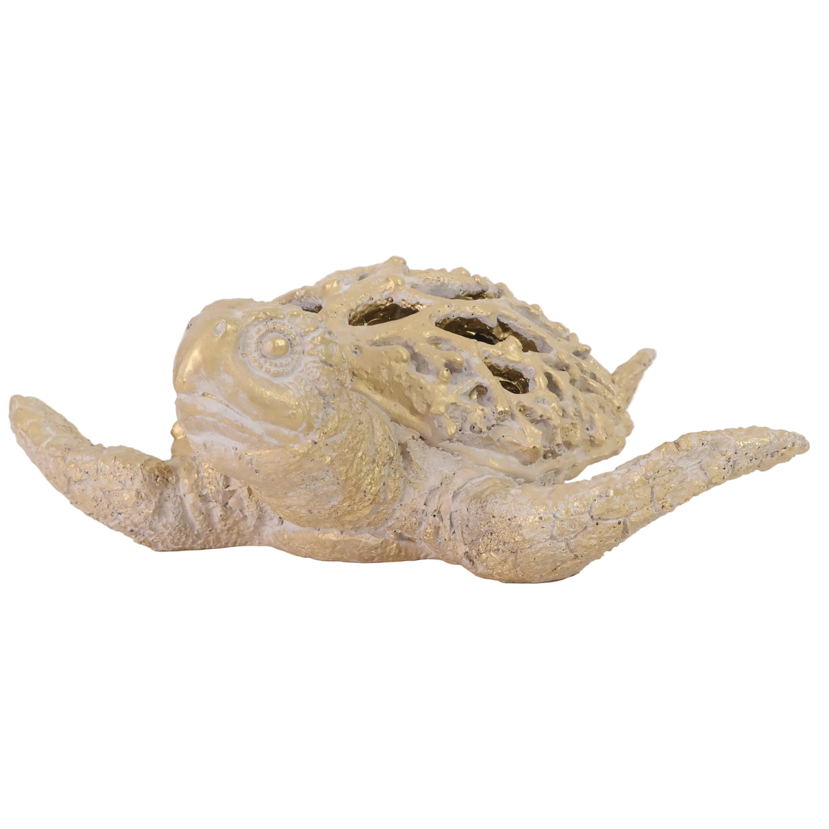 TORTUGA PERFORADO