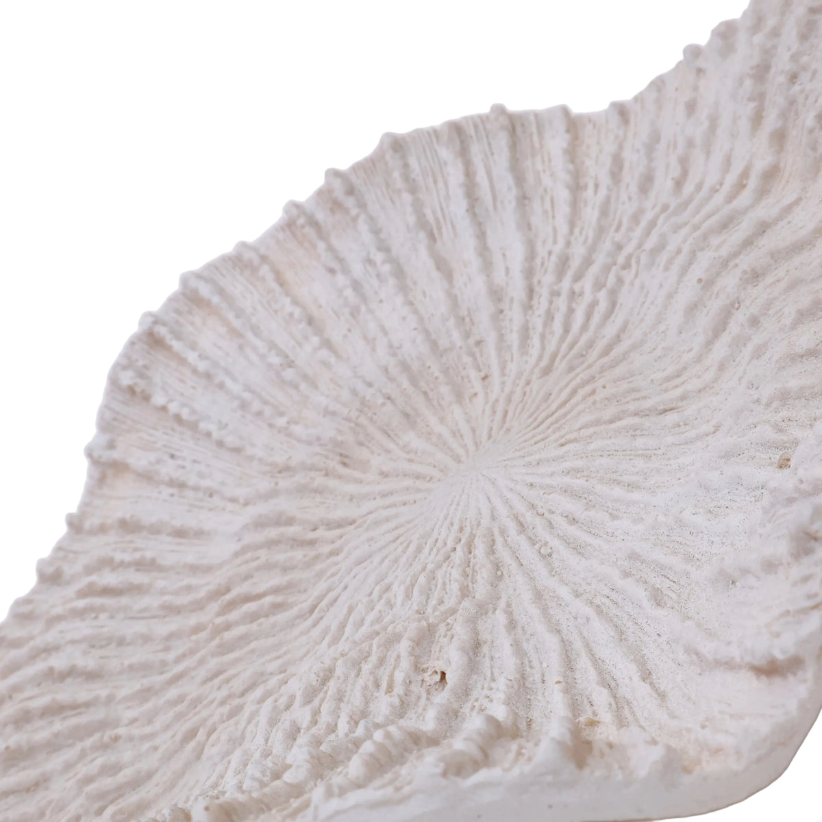 CORAL CHICO