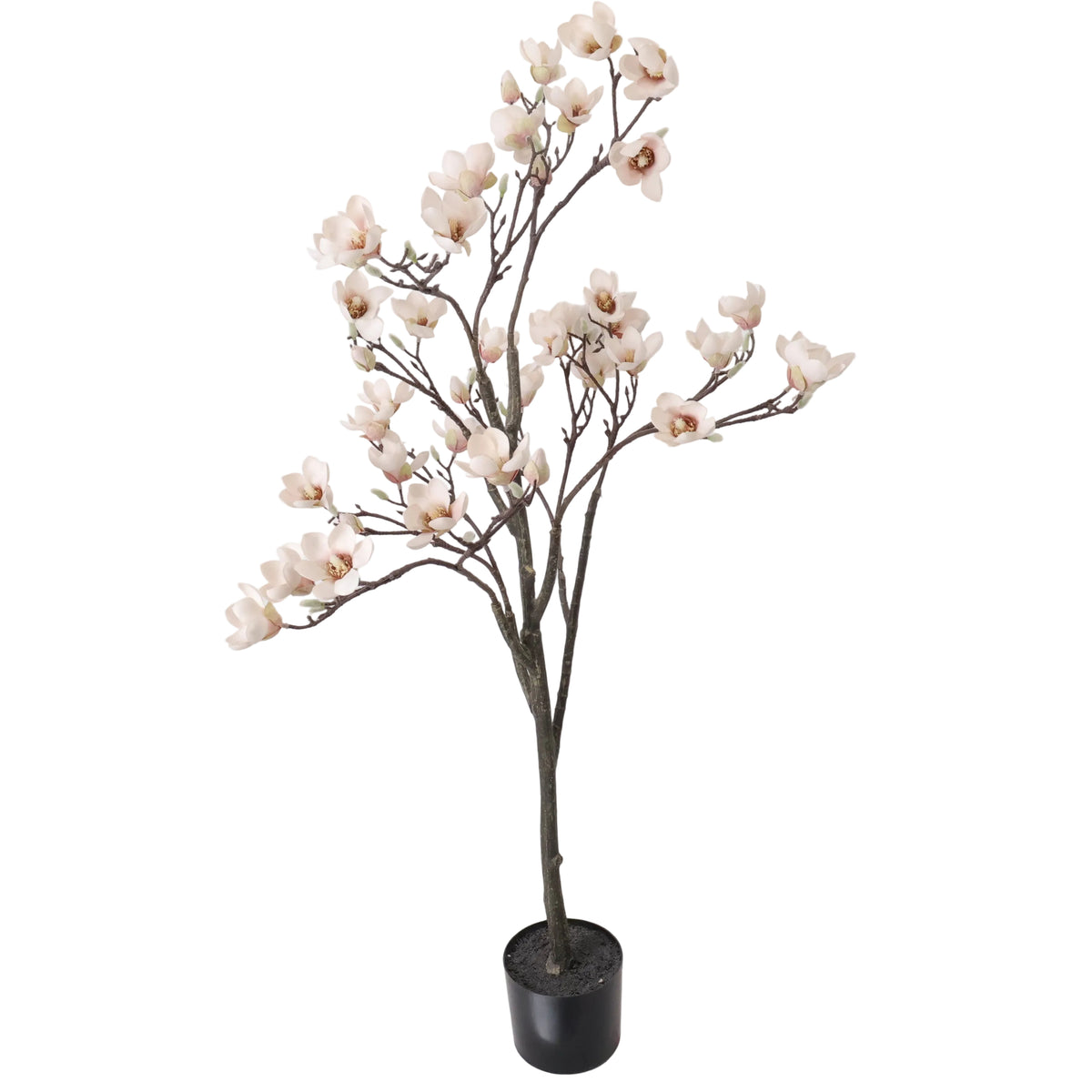 ÁRBOL MAGNOLIA BLANCO ROSA