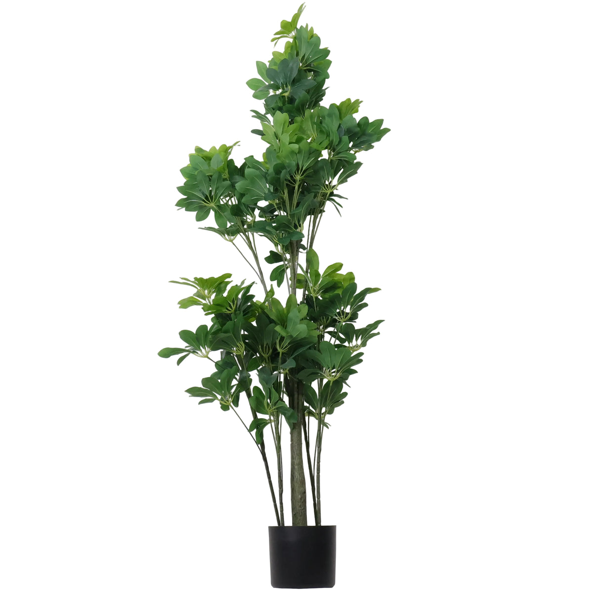 ÁRBOL DECORATIVO ARALIA