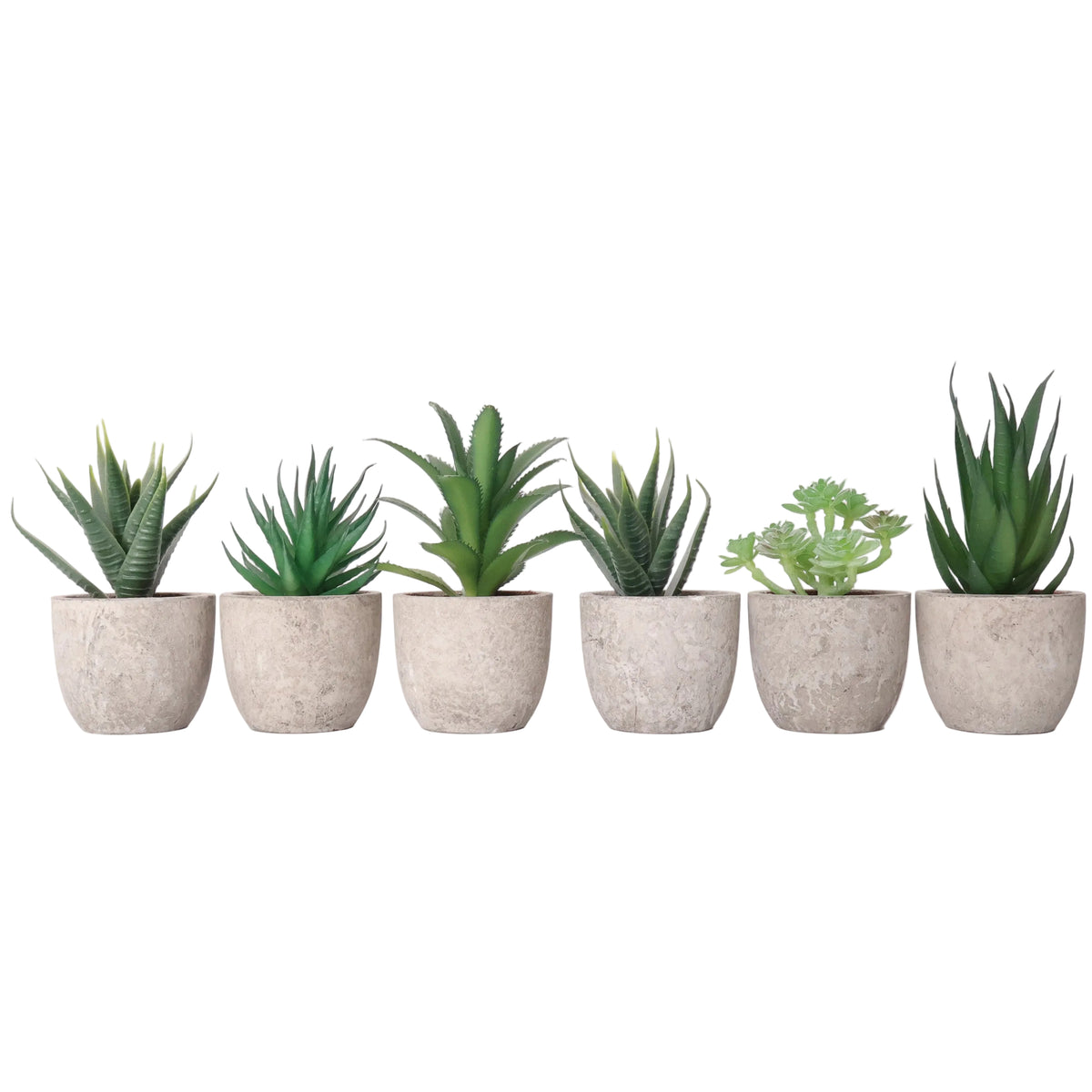 Set 6 Mini Suculentas Verde