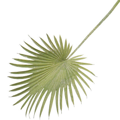 ABANICO VERDE