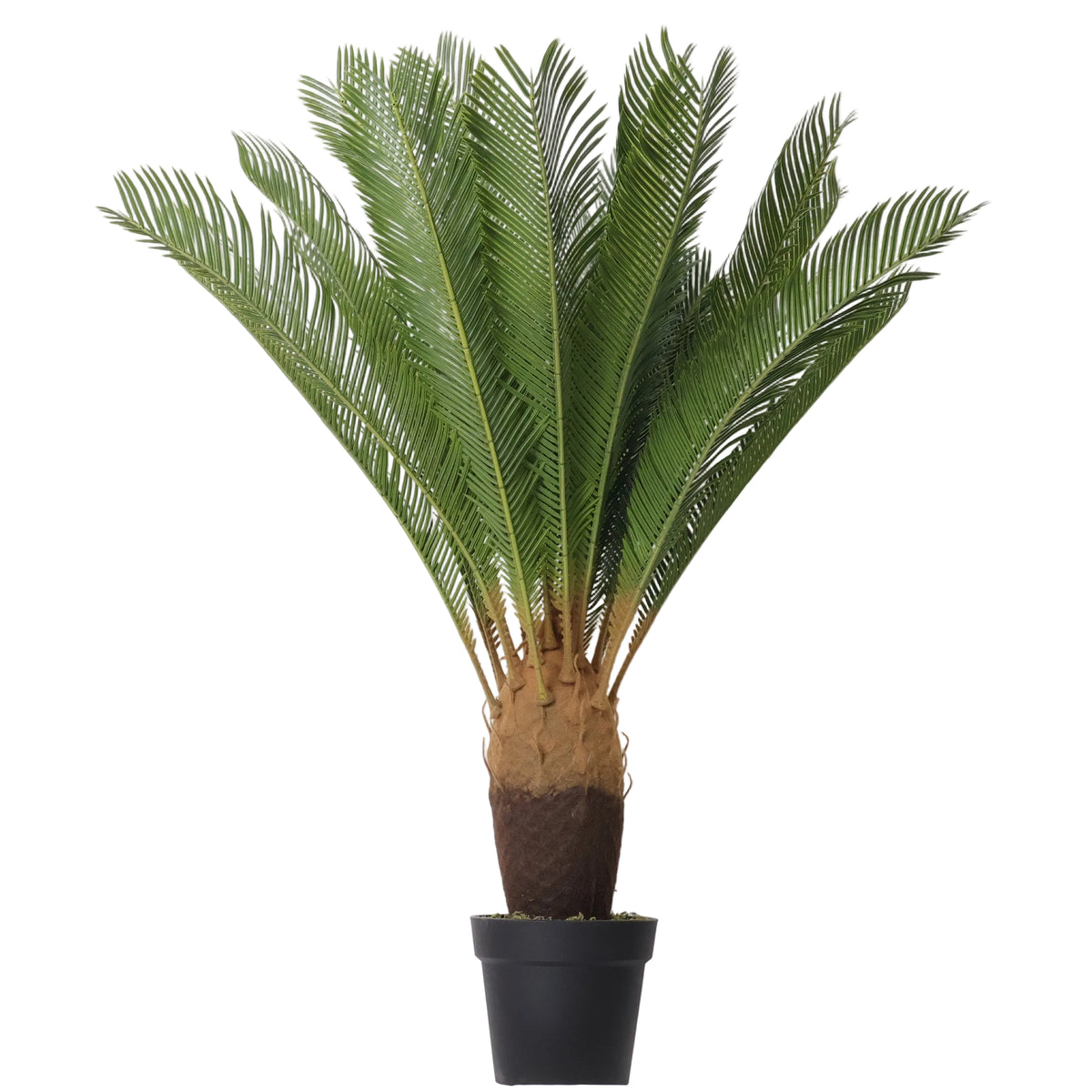 Maceta Cycas 103 Cm