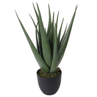 ALOE EN MACETA