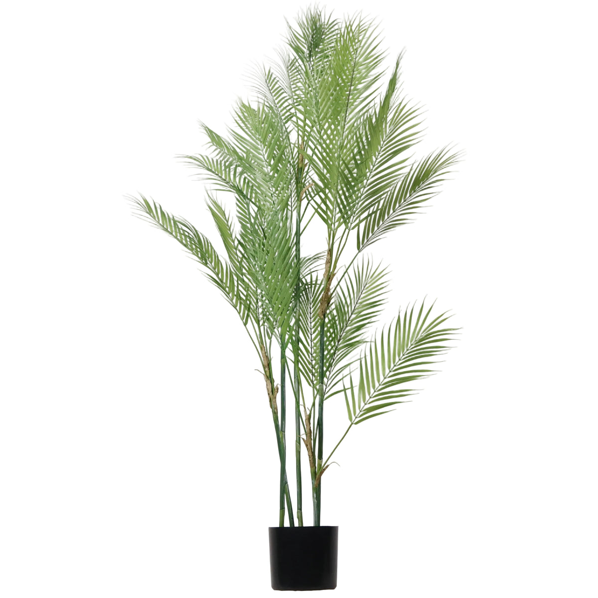 PALMA ARECA EN MACETA