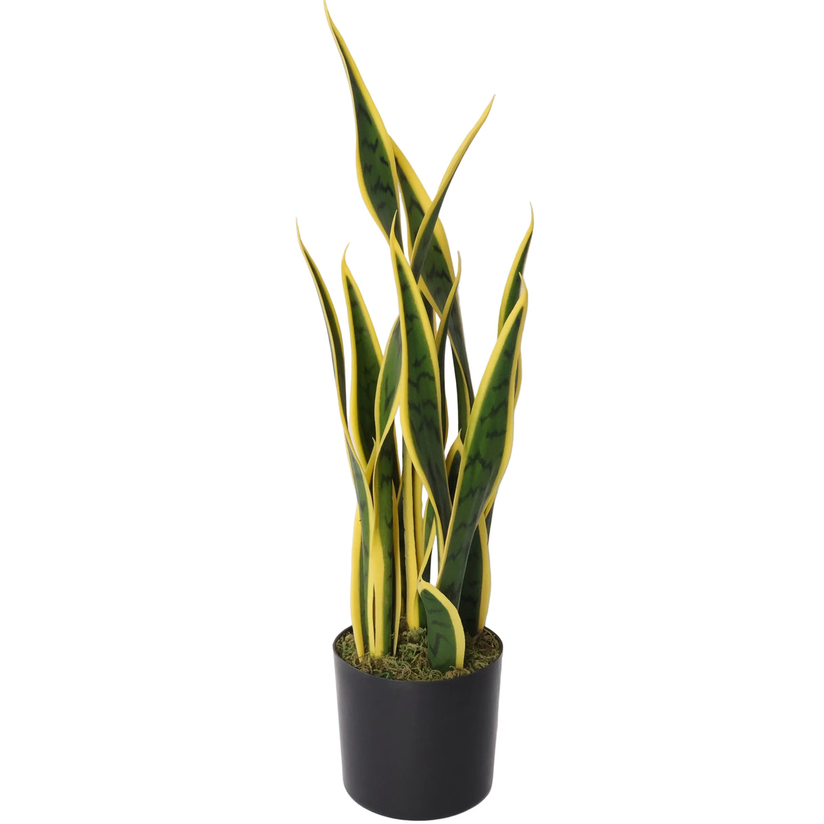 Sansevieria Amarilla-A58 Verde