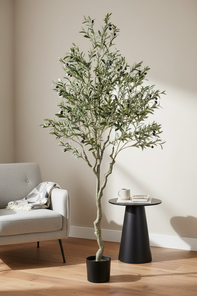 ARBOL OLIVO