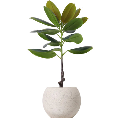 ARBOL DE CAUCHO GRANDE