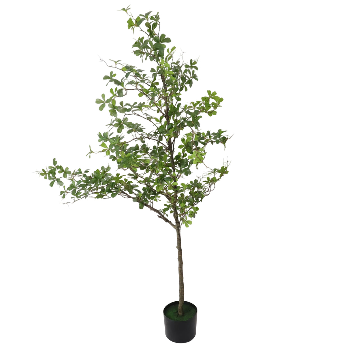 ARBOL TERMINALIA