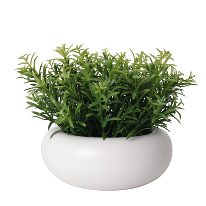 MACETA DE SEDUM