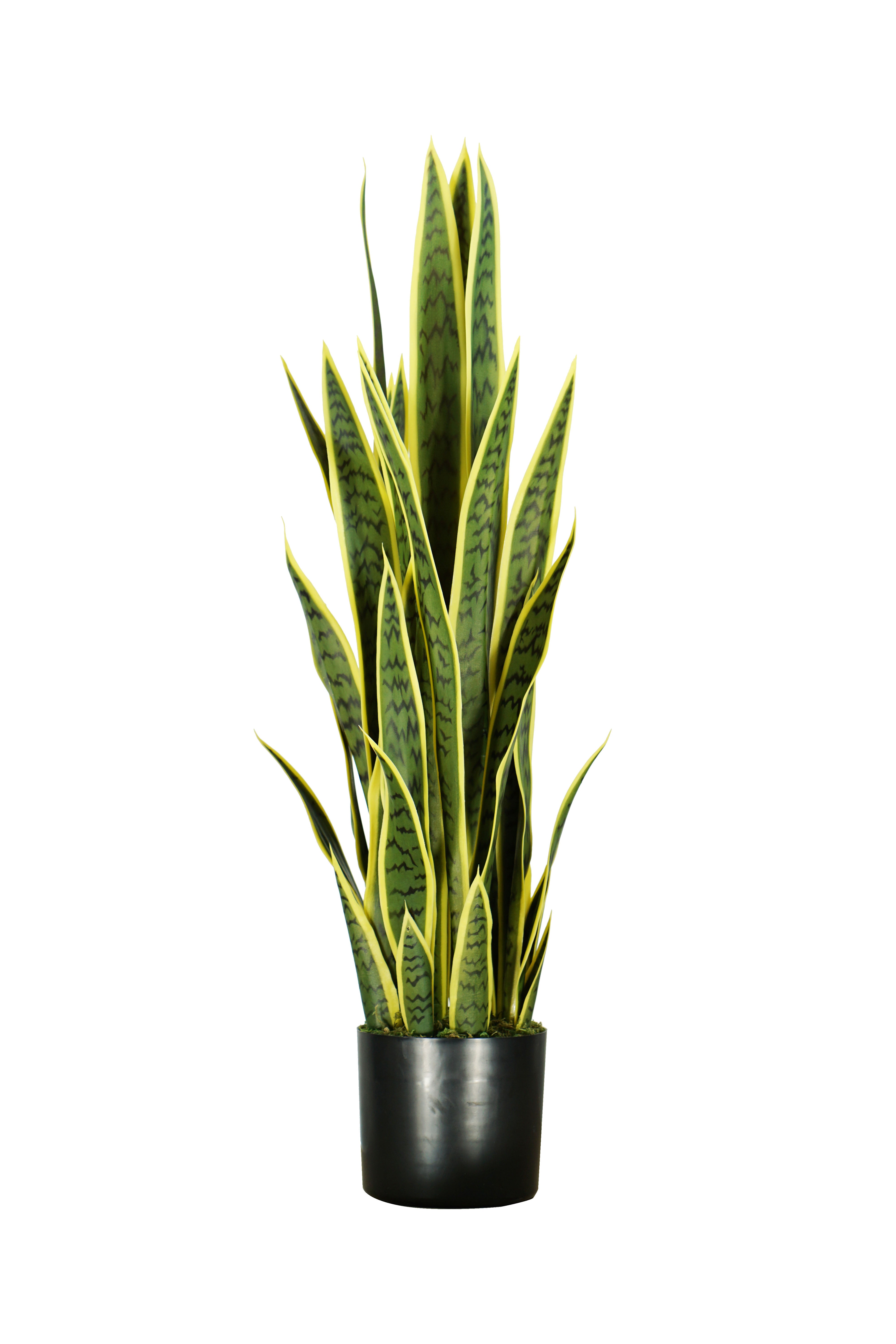 Sansevieria Amarilla-A97 Verde
