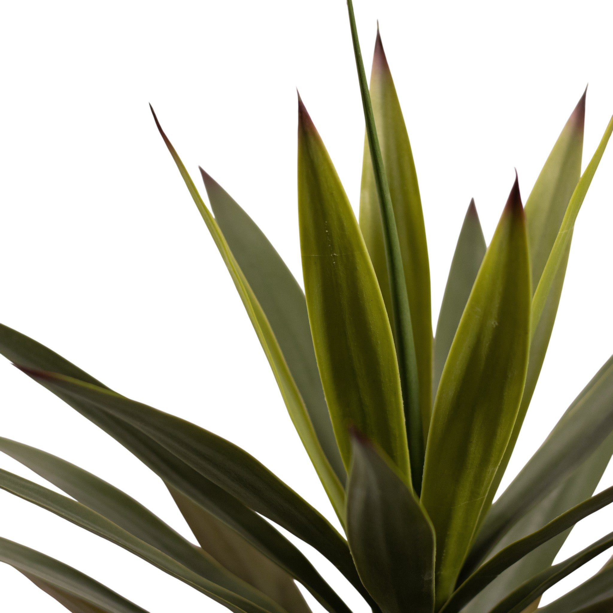 Yucca En Maceta -A50 Verde