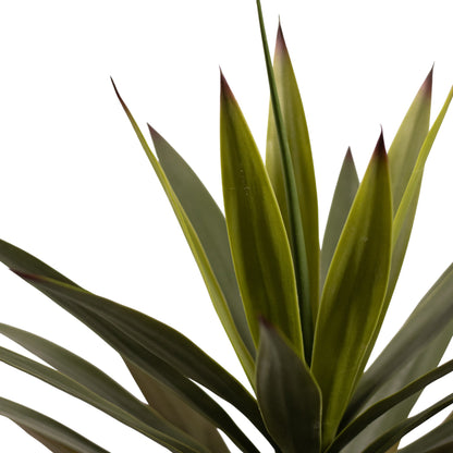 Yucca En Maceta -A50 Verde