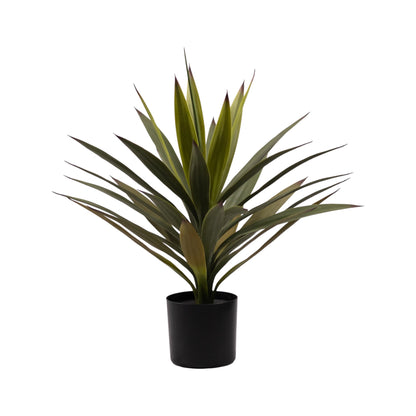 Yucca En Maceta -A50 Verde