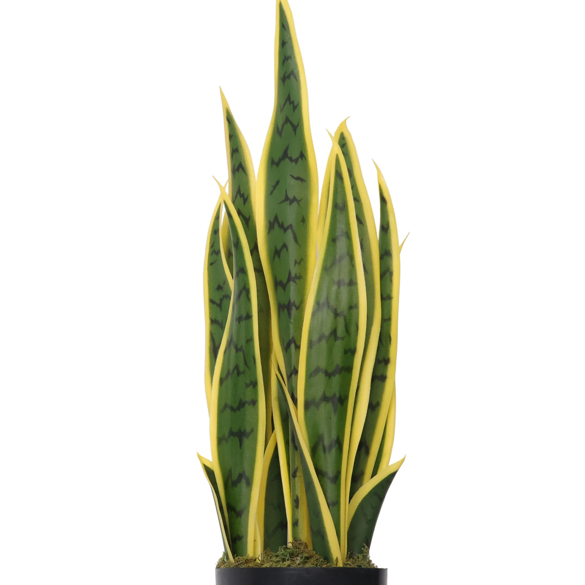 Sansevieria Amarilla-A58 Verde