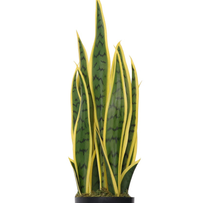 Sansevieria Amarilla-A58 Verde