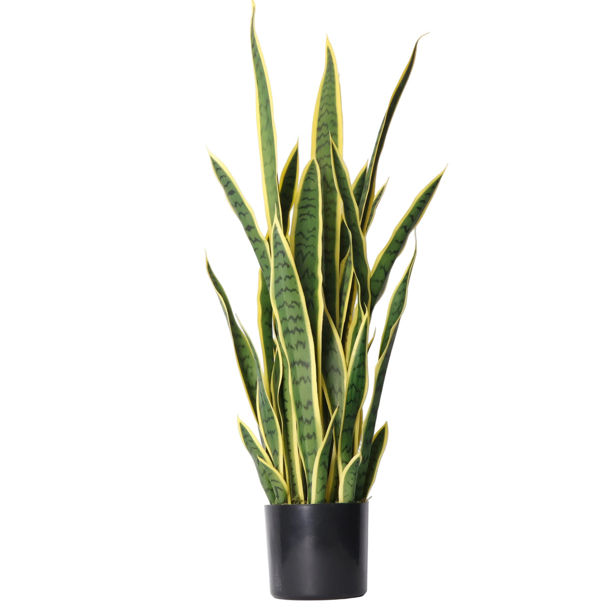 Sansevieria Amarilla-A97 Verde