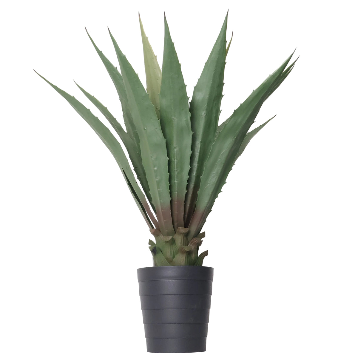 Maceta Agave