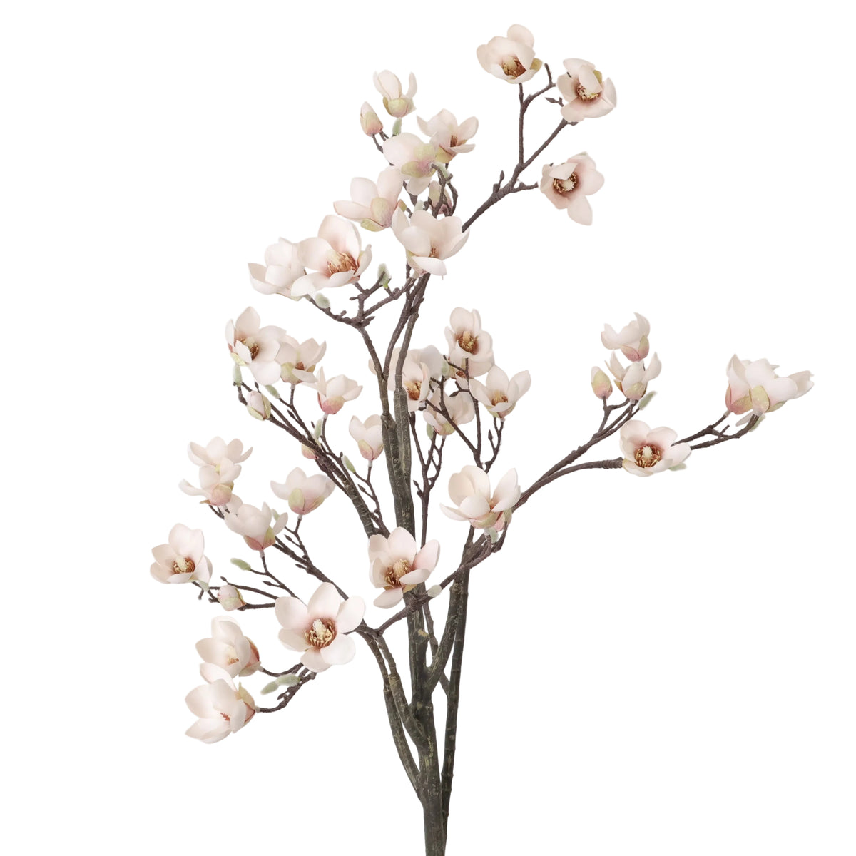 ÁRBOL MAGNOLIA BLANCO ROSA