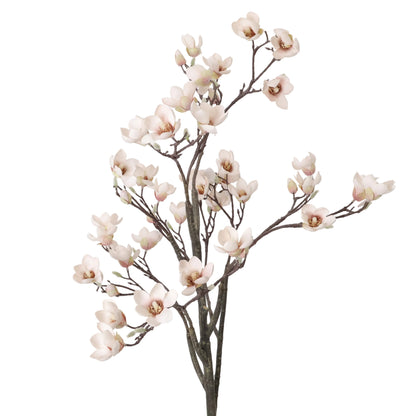 ÁRBOL MAGNOLIA BLANCO ROSA