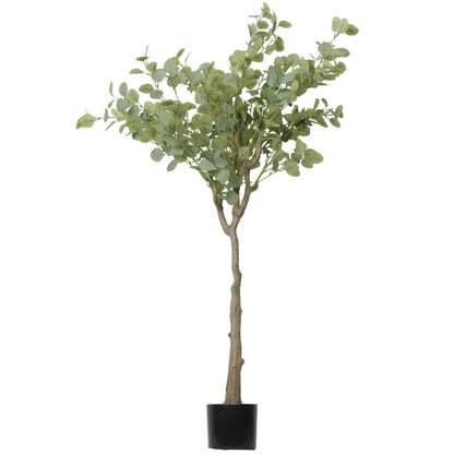 Árbol de Eucalipto