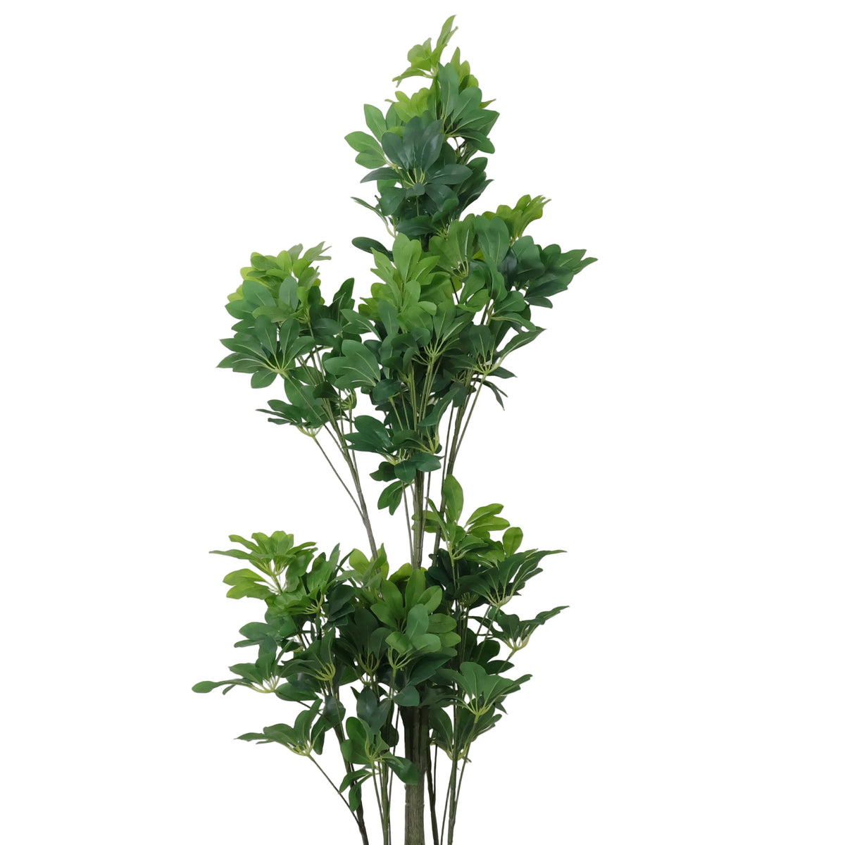 ÁRBOL DECORATIVO ARALIA