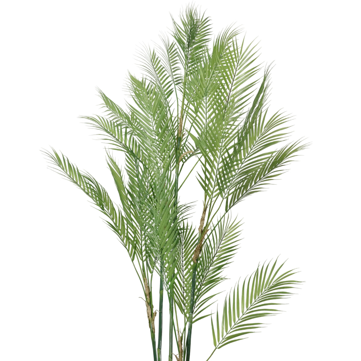 PALMA ARECA EN MACETA