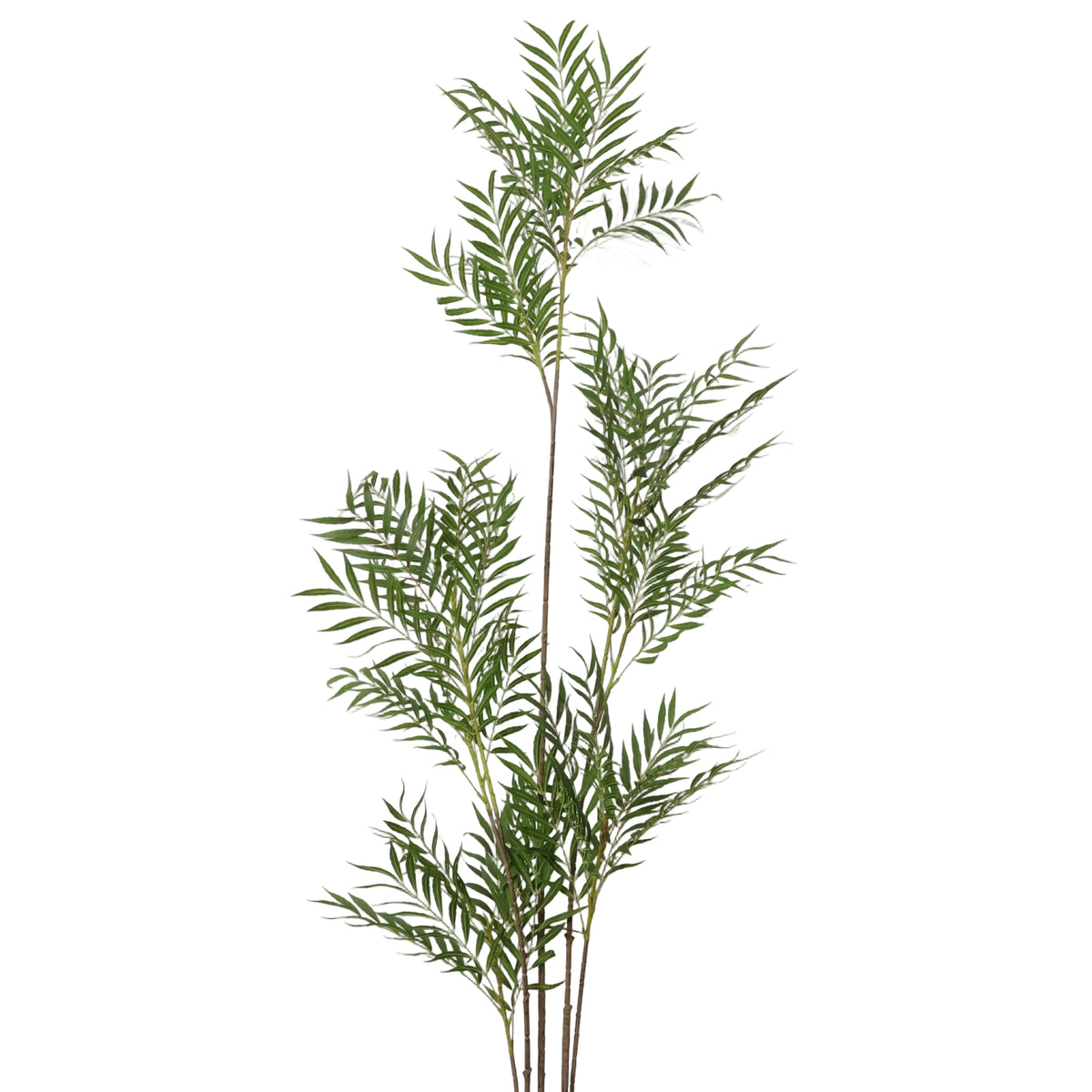 ARBOL LICUALO