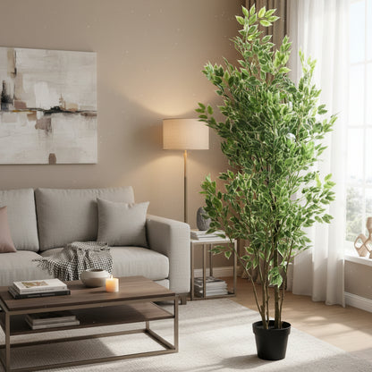 ARBOL FICUS