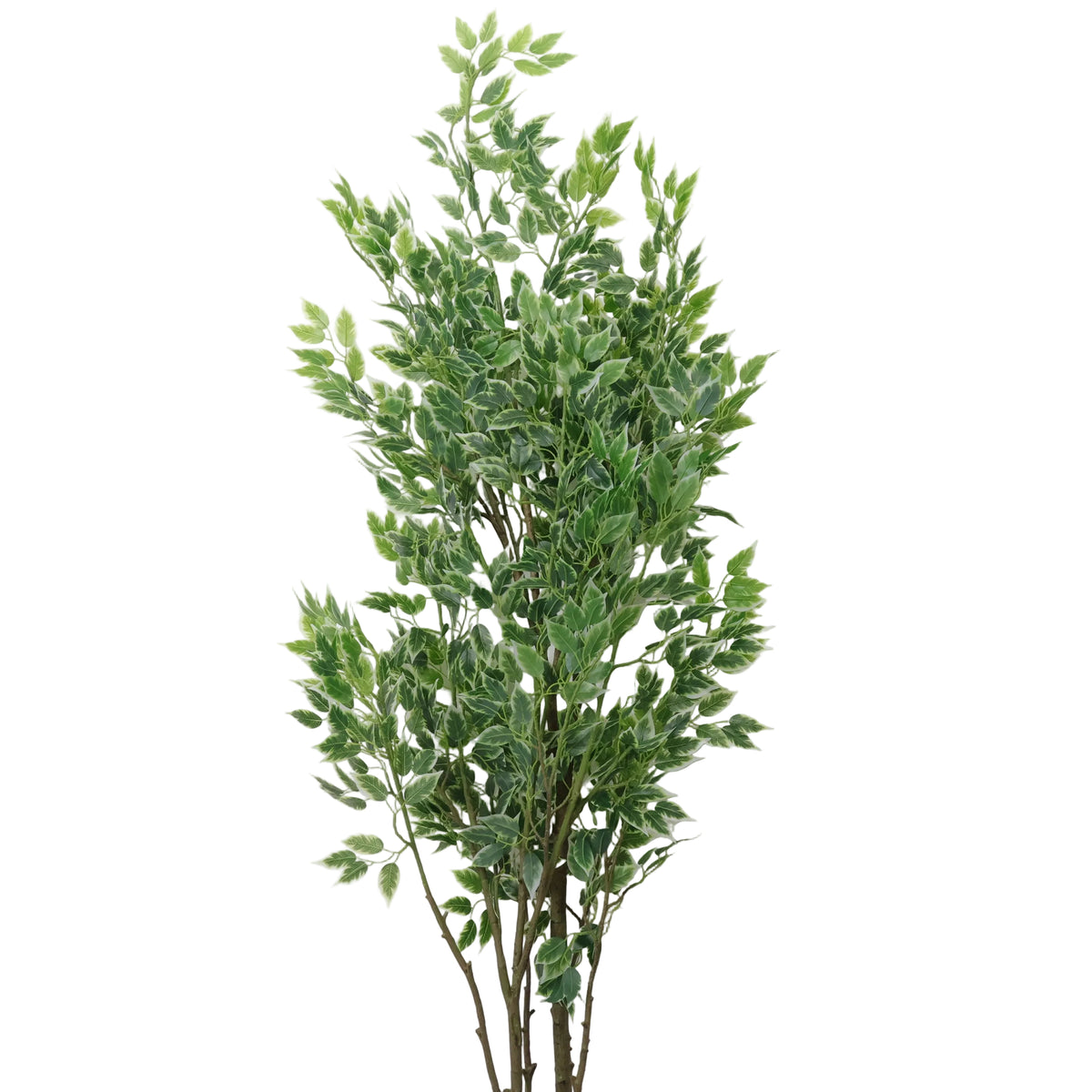 ARBOL FICUS
