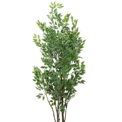 ARBOL FICUS