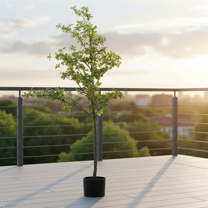 ARBOL TERMINALIA