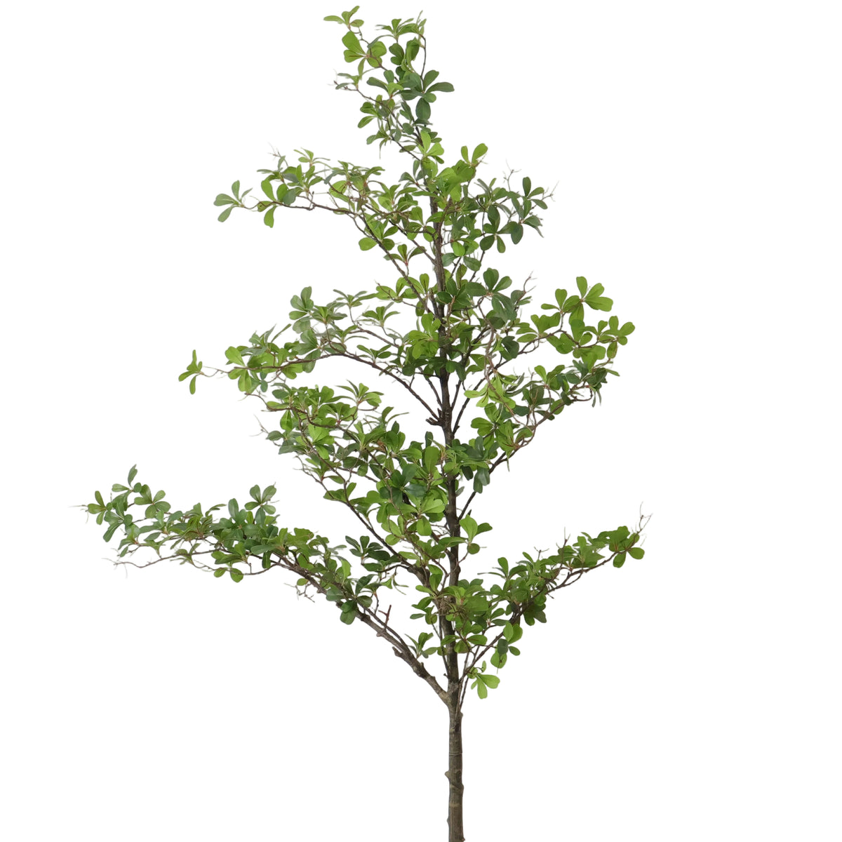 ARBOL TERMINALIA