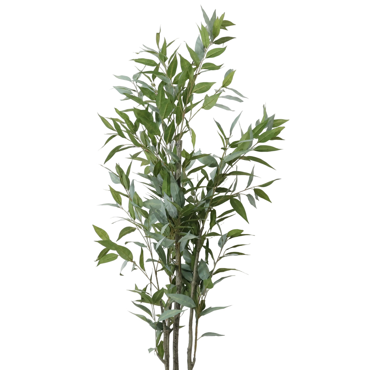 ÁRBOL DE EUCALIPTO 2
